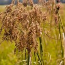 1000 Wool Grass Seeds Native Wildflower Marsh Wetlands Woolgrass Sedge Perennial USA Seller 1000 Wool Grass Seeds Native Wildflower Marsh Wetlands Woolgrass Sedge Perennial USA Seller