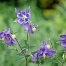 101 Dwarf Columbine Seeds Perennial Wildflower Shade Garden Patio Container USA Seller