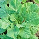 601 Champion Collard Greens Seeds Spring Fall Vegetable Garden Patio Container USA Seller