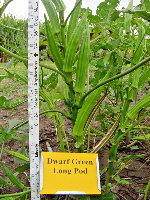 40 Perkins Dwarf Okra Seeds Compact 4' Plant Full Size 8 Pods Garden Container USA Seller