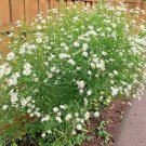201 False Aster Seeds Perennial Native Wildflower Poor Soils Summer Fall Garden USA Seller 201 False Aster Seeds Perennial Native Wildflower Poor Soils Summer Fall Garden USA Seller