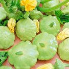 40 Bennings Green Tint Summer Squash Seeds Organic Heirloom Vegetable Garden USA Seller 40 Bennings Green Tint Summer Squash Seeds Organic Heirloom Vegetable Garden USA Seller