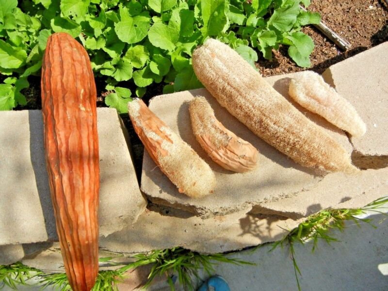 20 Luffa Sponge Gourd Seeds Loofah Loofa Lofa Heirloom Vine Garden Container USA Seller