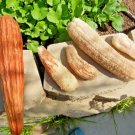 20 Luffa Sponge Gourd Seeds Loofah Loofa Lofa Heirloom Vine Garden Container USA Seller 20 Luffa Sponge Gourd Seeds Loofah Loofa Lofa Heirloom Vine Garden Container USA Seller