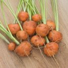 301 Parisian Round Carrot Seeds French Heirloom Vegetable Garden Container USA Seller