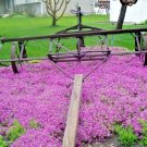 501 Purple Rockcress Flower Seeds Drought Heat Cold Groundcover Container USA Seller 501 Purple Rockcress Flower Seeds Drought Heat Cold Groundcover Container USA Seller