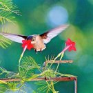 41 Cypress Vine Flower Seeds Climbing Flowering Vine Summer Garden Container USA Seller 41 Cypress Vine Flower Seeds Climbing Flowering Vine Summer Garden Container USA Seller