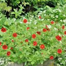 101 Pontentilla Scarlet Cinquefoil Seeds Native Perennial Compact Flowering Shrub USA Seller 101 Pontentilla Scarlet Cinquefoil Seeds Native Perennial Compact Flowering Shrub USA Seller