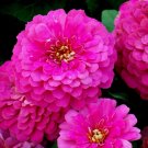 301 Rose Zinnia Seeds Summer Garden Flowering Annual Big Cut USA Seller