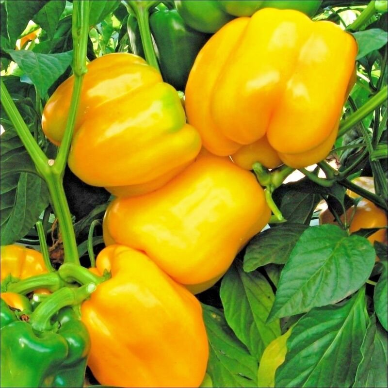 101 Sunbright Yellow Sweet Bell Pepper Seeds Organic Vegetable Garden Container USA Seller