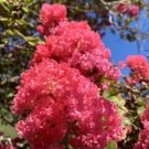 Pink Lagerstroemia Indica Dwarf Crape Myrtle 100 Seeds USA Seller Pink Lagerstroemia Indica Dwarf Crape Myrtle 100 Seeds USA Seller