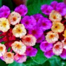 Purple Yellow Lantana Camara 20 Seeds USA Seller