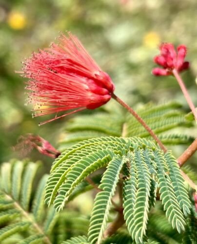 Tabardillo Baja Fairy Duster Calliandra Californica 5 Seeds USA Seller