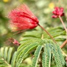 Tabardillo Baja Fairy Duster Calliandra Californica 5 Seeds USA Seller