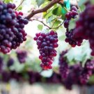 Sweet Red Grape 20 Seeds USA Seller Sweet Red Grape 20 Seeds USA Seller