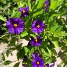 Lycianthes Rantonnetii Potato Bush 10 Stems 4 6 Inches USA Seller