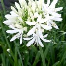White Lily Of The Nile Agapanthus African Lily 40 Seeds USA Seller