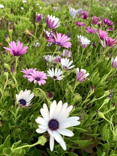 Purple White Mixed African Daisy Osteospermum 30 Seeds USA Seller