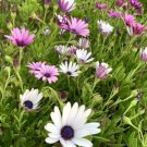 Purple White Mixed African Daisy Osteospermum 30 Seeds USA Seller