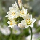 Slender False Garlic Fragrant Garlic Nothoscordum Gracile 50 Seeds USA Seller