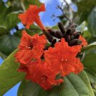 Mareer Kou Beach Cordia Sea Trumpet Cordia Subcordata 6 Seeds USA Seller Mareer Kou Beach Cordia Sea Trumpet Cordia Subcordata 6 Seeds USA Seller