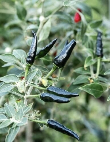 Super Hot Black Cobra Chili Pepper 25 Seeds USA Seller
