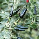 Super Hot Black Cobra Chili Pepper 25 Seeds USA Seller Super Hot Black Cobra Chili Pepper 25 Seeds USA Seller