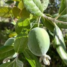 Feijoaowiana Pineapple Guava 40 Seeds USA Seller
