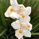 White Dietes Bicolor Wild Iris African Iris 25 Seeds USA Seller