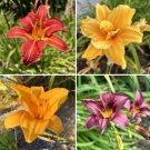 Hemerocallis Mixed Colors Daylily 20 Seeds USA Seller Hemerocallis Mixed Colors Daylily 20 Seeds USA Seller