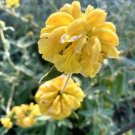 Shrubby Jerusalem Sage Phlomis Fruticosa 50 Seeds USA Seller