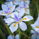 African Iris Fortnight Lily Dietes Iridioides 30 Seeds USA Seller