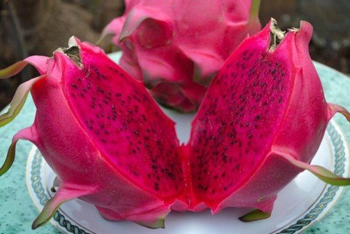 Sweet Red Dragon Fruit Pitahaya 60 Seeds USA Seller