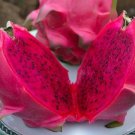 Sweet Red Dragon Fruit Pitahaya 60 Seeds USA Seller