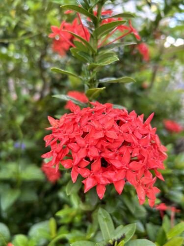 Red Ixora Coccinea Jungle Geranium 5 Seeds USA Seller