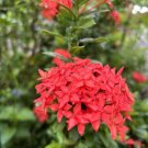 Red Ixora Coccinea Jungle Geranium 5 Seeds USA Seller