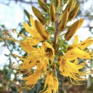 Bladderpod Spider Flower Burro Fat Cleomella Arborea 30 Seeds USA Seller