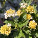 Yellow White Lantana Camara 20 Seeds USA Seller