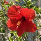 Mandrinette Hibiscus Fragilis 100 Seeds USA Seller
