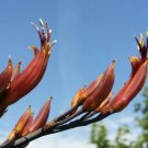New Zealand Flax Phormium Tenax 50 Seeds USA Seller New Zealand Flax Phormium Tenax 50 Seeds USA Seller