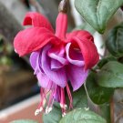 Pink Purple Hybrid Fuchsia Lady'S Ear Drops 50 Seeds USA Seller