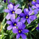 Narrow Leaf Blue Eyed Grass Sisyrinchium Angustifolium 100 Seeds USA Seller Narrow Leaf Blue Eyed Grass Sisyrinchium Angustifolium 100 Seeds USA Seller