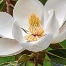 Southern Magnolia Magnolia Grandiflora 10 Fresh Seeds USA Seller