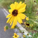 California Brittlebush Encelia California 50 Seeds USA Seller