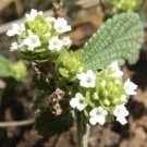 Lantana Viburnoides 25 Seeds USA Seller