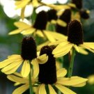 Great Coneflower Rudbeckia Maxima 100 Seeds USA Seller