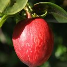 Natal Plum Carissa Macrocarpa 20 Seeds USA Seller