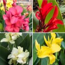 Mixed Canna Lily 12 Seeds USA Seller