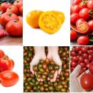 Mixed Tomatoes Better Boy Plum Cherry Grape Yellow 50 Seeds USA Seller