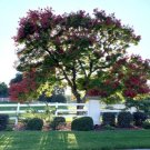 Golden Rain Tree Koelreuteria Paniculata 25 Seeds USA Seller